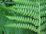 ferns and allies