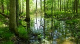 forested wetlands