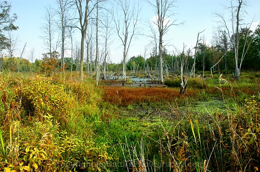 Wetland-Community-Complex-~-Photo-Location-001