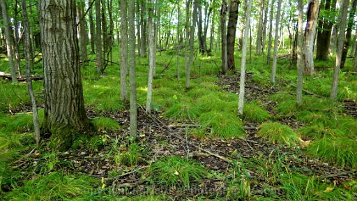 Forested-Wetland-~-Photo-Location-009