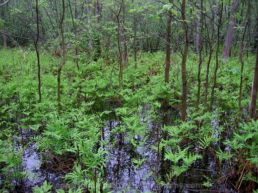 Forested-Wetland-~-Photo-Location-020