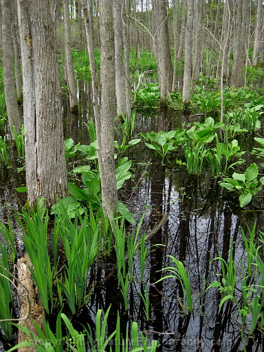 Forested-Wetland-~-Photo-Location-025