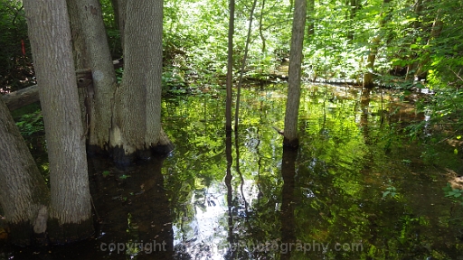 Forested-Wetland-~-Photo-Location-032