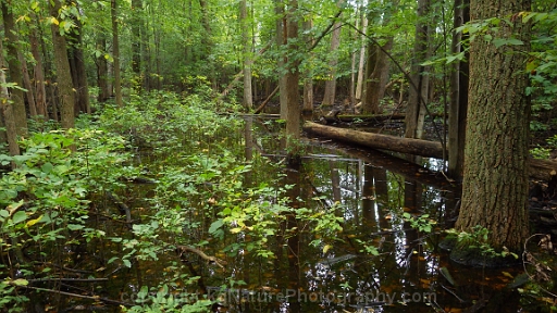 Forested-Wetland-~-Photo-Location-038
