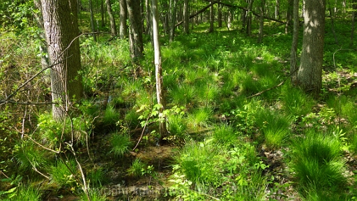 Forested-Wetland-~-Photo-Location-039