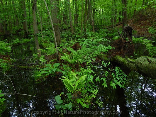 Forested-Wetland-~-Photo-Location-043