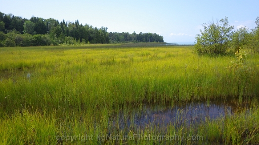 Wet-Meadow-Marsh-Complex-~-Photo-Location-001