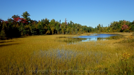 Wet-Meadow-Marsh-Complex-~-Photo-Location-003