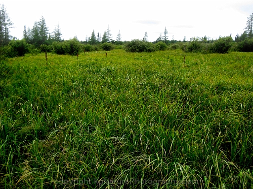 Wet-Meadow-~-Photo-Location-004