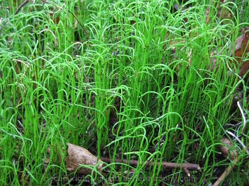 Equisetum-scirpoides-~-dwarf-scouringrush-horsetail