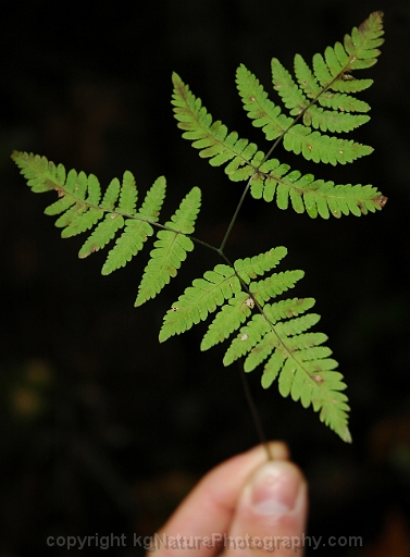 Gymnocarpium-dryopteris-~-western-oak-fern