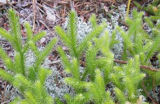 Lycopodium-clavatum-~-running-ground-pine