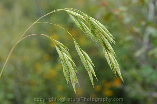 Bromus pubescens (Hairy Woodland Brome) Natural Communities LLC