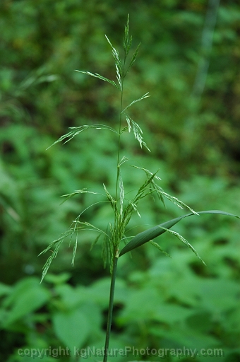Cinna-latifolia-~-drooping-wood-reedgrass