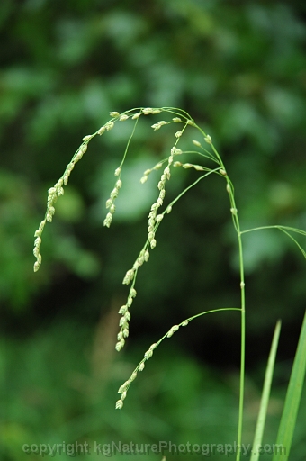Glyceria-canadensis-~-rattlesnake-manna-grass