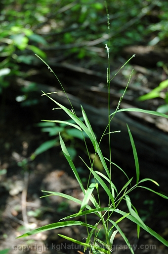 Leersia-virginica-~-white-grass