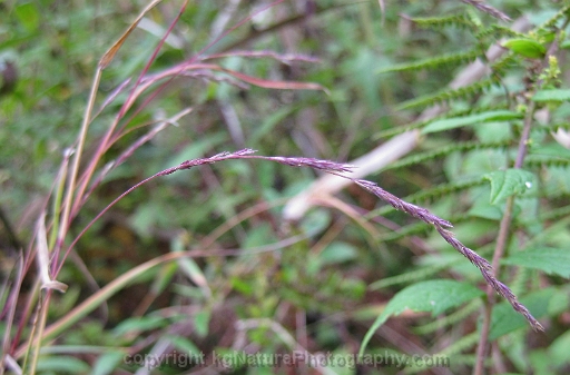 Muhlenbergia-mexicana-~-Mexican-muhly