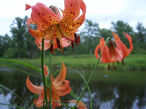 Lilium-michiganense-~-Michigan-lily