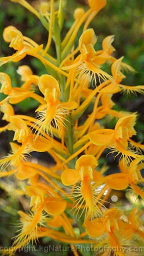 Platanthera-ciliaris-~-orange-fringed-orchid