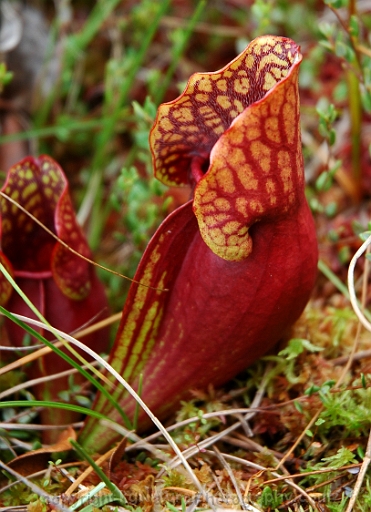 Sarracenia-purpurea-~-pitcher-plant