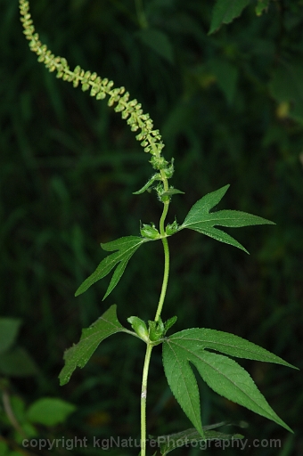 Ambrosia-trifida-~-great-ragweed
