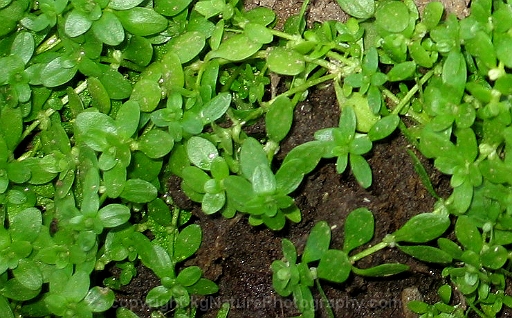 Callitriche-palustris-~-vernal-water-starwort