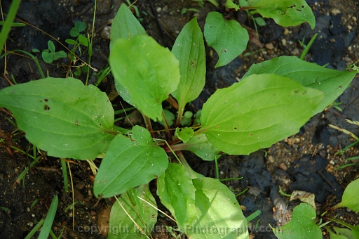 Plantago-major-~-common-plantain