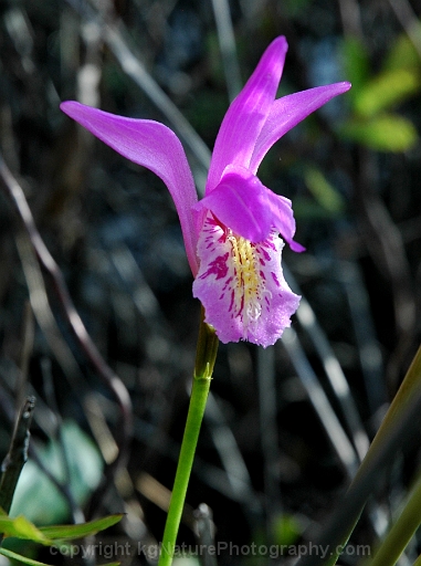 Arethusa-bulbosa-~-dragons-mouth-orchid