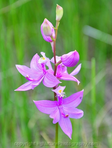 Calopogon-tuberosus-~-grass-pink-orchid