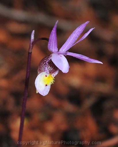 Calypso-bulbosa-~-fairy-slipper-orchid