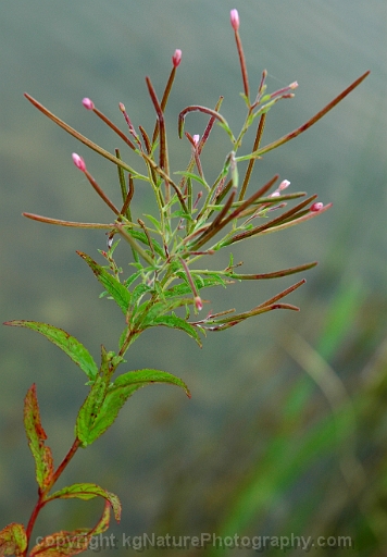 Epilobium-coloratum-~-cinnamon-willow-herb