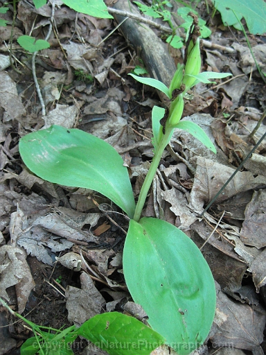 Galearis-spectabilis-~-showy-orchis