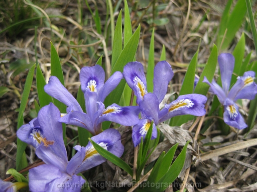 Iris-lacustris-~-dwarf-lake-iris