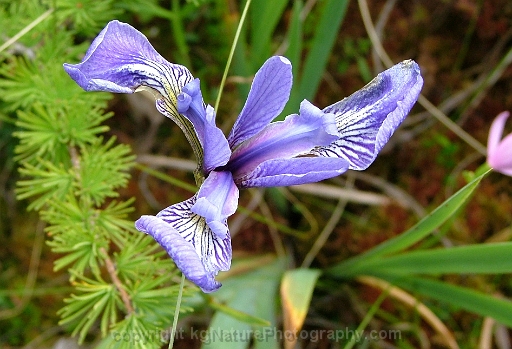 Iris-versicolor-~-harlequin-blue-flag-iris