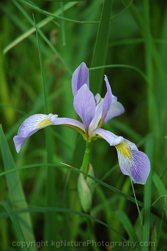 Iris-virginica-~-southern-blue-flag-iris