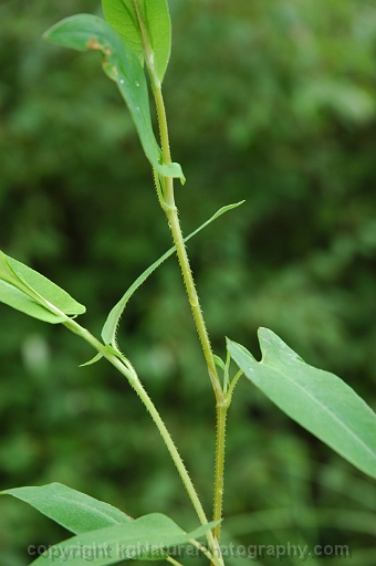 Persicaria-sagittata-~-arrow-leaved-tearthumb