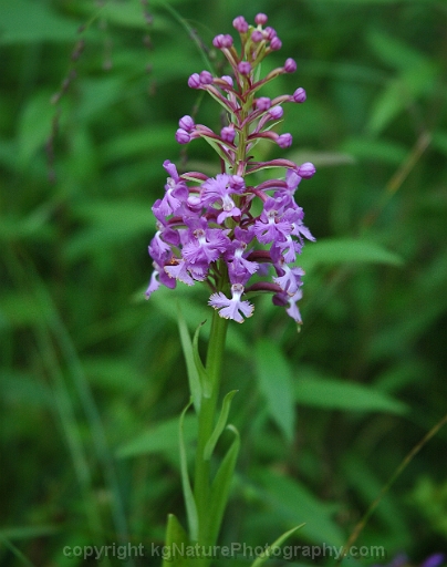 Platanthera-psycodes-~-purple-fringed-orchid