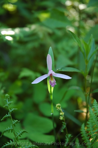 Pogonia-ophioglossoide-~-rose-pogonia-~-snake-mouth-orchid