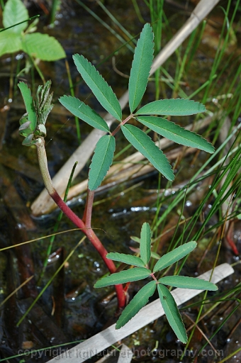 Potentilla-palustris-~-Comarum-palustre-~-marsh-cinquefoil