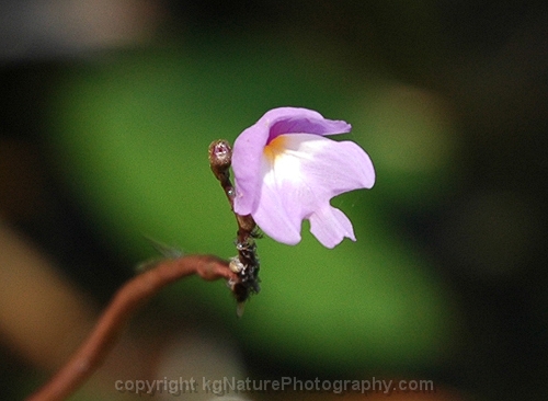 Utricularia-purpurea-~-eastern-purple-bladderwort