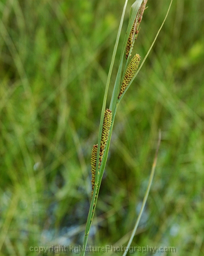 Carex-aquatilis-~-aquatic-sedge
