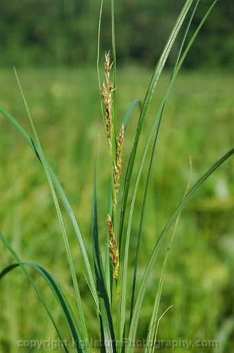 Carex-atherodes-~-wheat-sedge