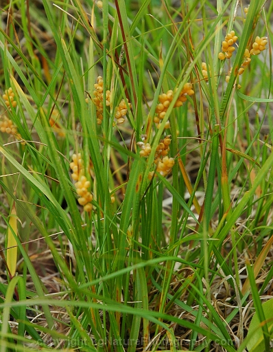 Carex-aurea-~-golden-sedge