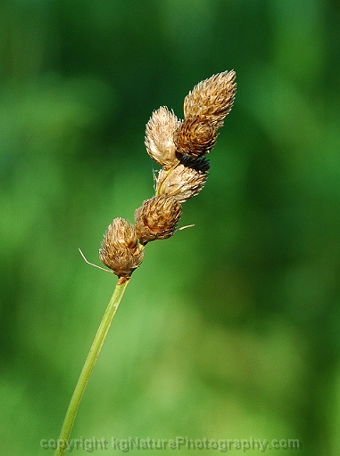 Carex-bebbii-~-Bebbs-sedge