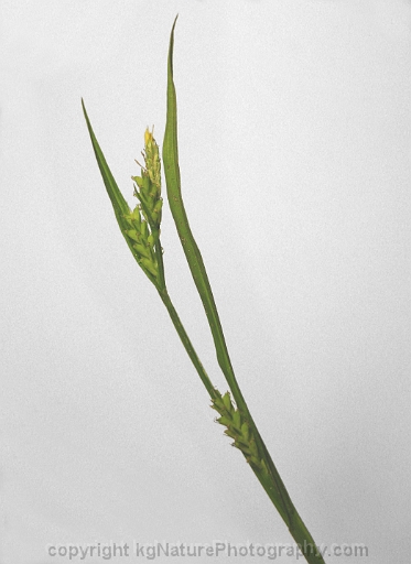 Carex-blanda-~-eastern-woodland-sedge