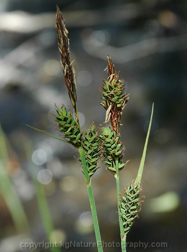 Carex-buxbaumii-~-Buxbaums-sedge