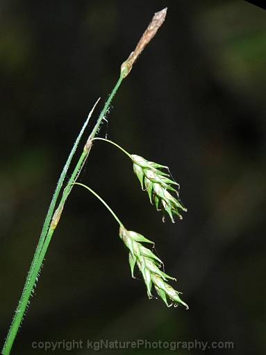Carex-castanea-~-chestnut-sedge