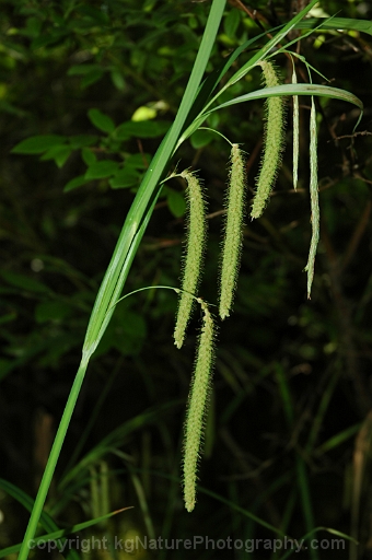 Carex-crinita-~-fringed-sedge