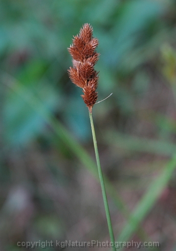 Carex-cristatella-~-crested-sedge
