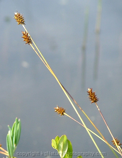 Carex-exilis-~-coastal-sedge